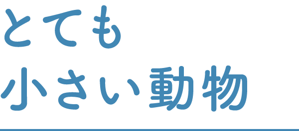 とても小さい動物