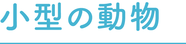 小型の動物