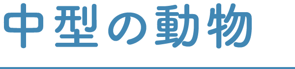 中型の動物